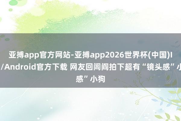 亚搏app官方网站-亚搏app2026世界杯(中国)IOS/Android官方下载 网友回闾阎拍下超有“镜头感”小狗