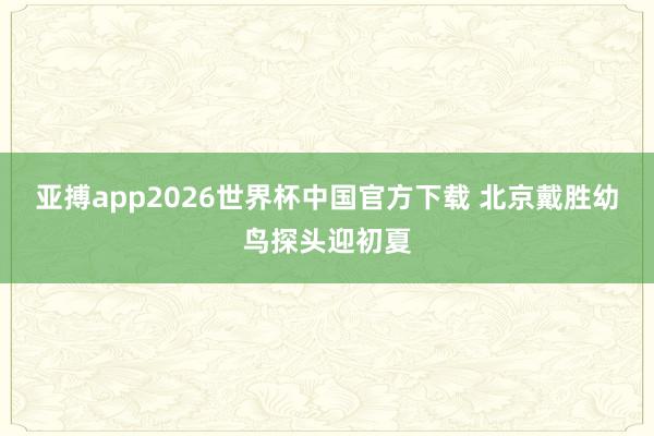 亚搏app2026世界杯中国官方下载 北京戴胜幼鸟探头迎初夏